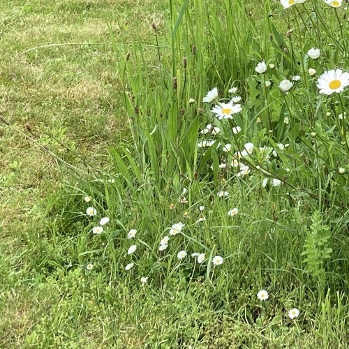 M&auml;hfreier Mai: Jede Bl&uuml;te z&auml;hlt &nbsp;&ndash; &nbsp;auch im Jahr 2025 &nbsp;&nbsp;