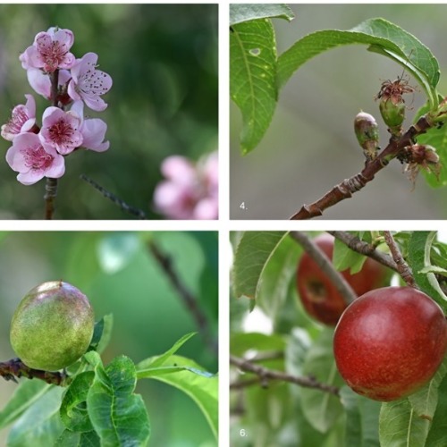 Ph&auml;nologischer Kalender &ndash; mehr als nur Jahreszeiten