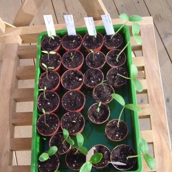 Ab in die Erde &ndash; Tipps zu Aussaat und Anzucht von Gem&uuml;se