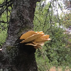 Baumpilze &ndash; die Gefahr im Holz&nbsp;