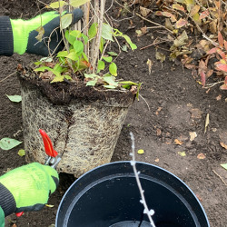 Richtige Pflanzung von Geh&ouml;lzen &ndash; ein Muss f&uuml;r eine gute Entwicklung unserer Pflanzen