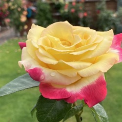 Rosen im Garten &ndash; Königin der Pflanzen