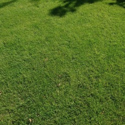 Der perfekte Rasen &ndash; eine Monokultur im Garten