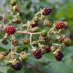 Beerenobst f&uuml;r den Kleingarten