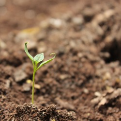 Bodenkunde f&uuml;r den Kleingarten