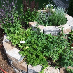 Kr&auml;uter und Heilpflanzen im Garten