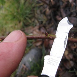 Fr&uuml;hjahrsveredlung von Kernobst