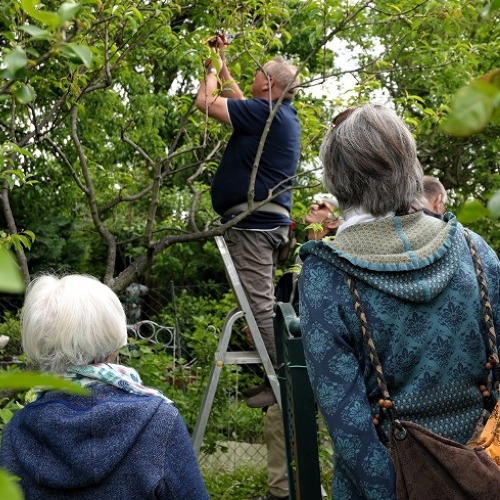 Obstbaumschnitt am Pfirsich
