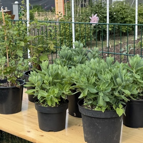 Pflanzentauschb&ouml;rse in der KGA Gartenfreunde Biesdorf am 24.05.2025