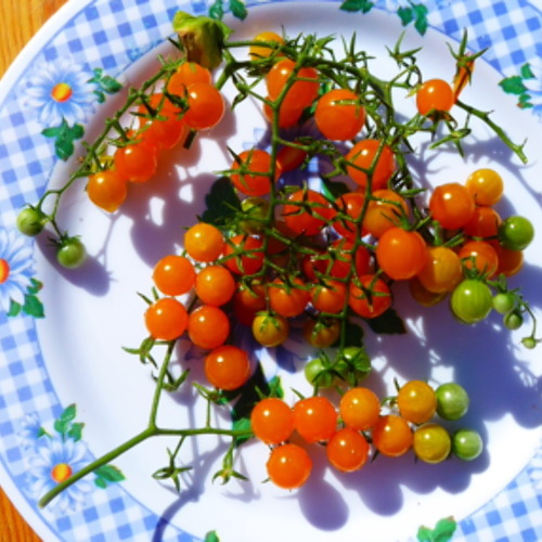 Ob gro&szlig;, ob klein &ndash; Tomaten im Garten m&uuml;ssen sein!Tomatenverkostung 2026 im KGV &bdquo;Am Kienberg&ldquo; e.V.