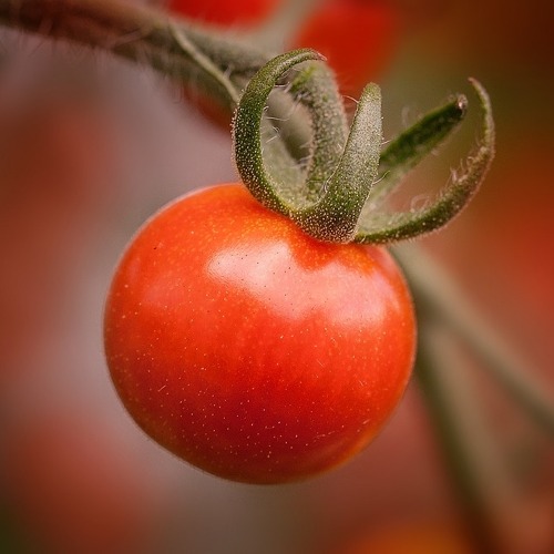 Einladung zur Tomatenverkostung 🍅