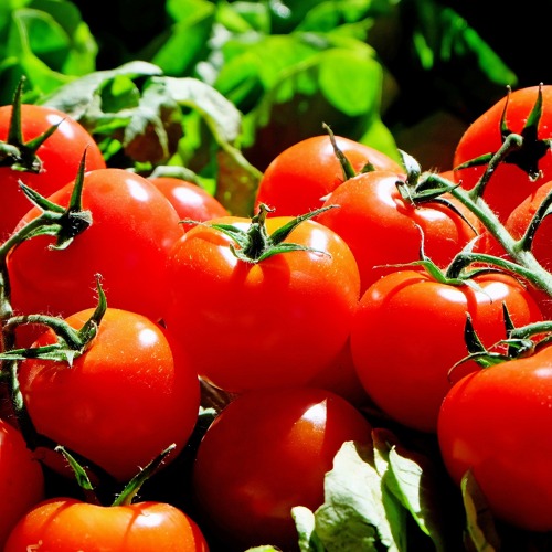 Tomatenvielfalt erleben &ndash; Gro&szlig;e Tomatenverkostung im KGV Am Kienberg